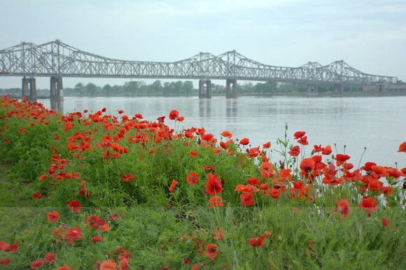 Poppies&TheMightyMississippi