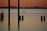 One pelican and pylons at sunset on East Beach