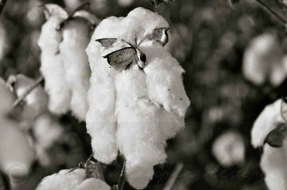 Pig-tail Cotton