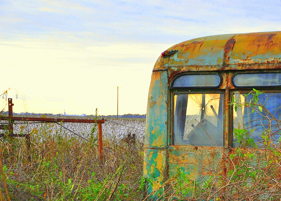 Bus in a cotton field on Hwy 8, just outside of Ruleville.