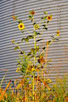Lone sunflower stands against an old grain bin.