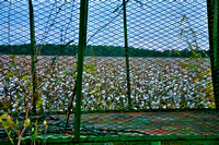 Cotton through the cotton trailor.