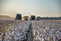 Sarah Beaugez Photography-The Cotton Harvest 14 Pickers in G'Wood-