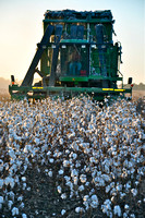 Sarah Beaugez Photography-The Cotton Harvest 16