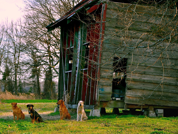 Four Dogs and a Shack