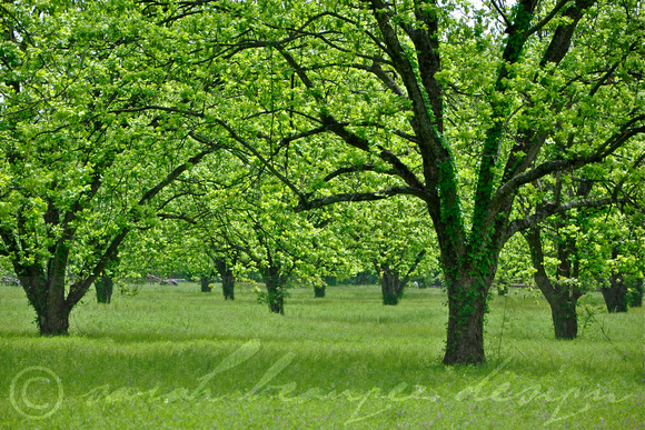 Pecan Grove