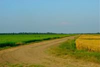 Rice on both sides of the turn row.