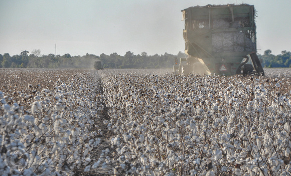 Sarah Beaugez Photography-The Cotton Harvest 4 Pickers In G'Wood-2