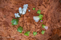CPM_CottonStages-5021