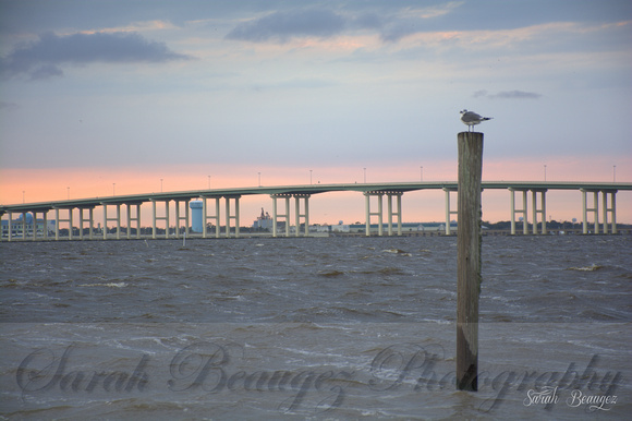 A lone gull in the Biloxi Bay off of Front Beach