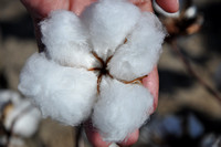 Five-lock cotton boll.