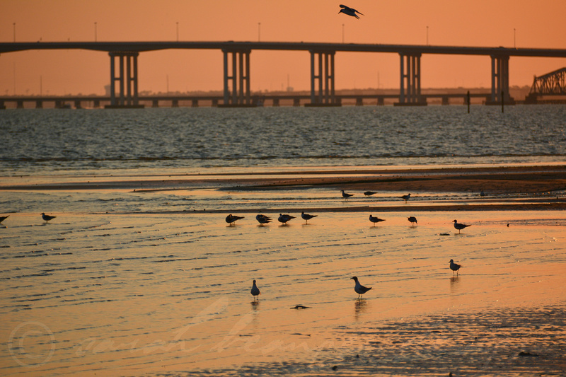 Gulls in orange & the Biloxi/Ocean Springs Bridge