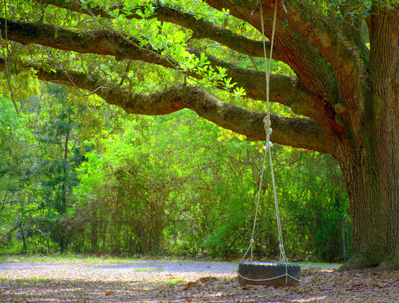 A tire swing hangs lazily off an old oak tree