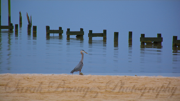 One heron and a few pylons on East Beach