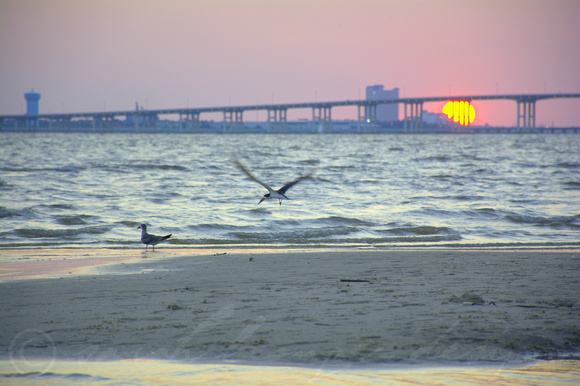 Gulls & and yellow-ball sunset on East Beach