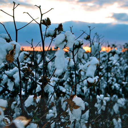 Walking in high cotton.
