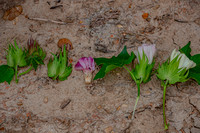 13 Cotton Stages