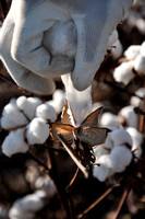 Cotton-gloved cotton picker.