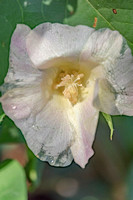CN&C_ Kevin's Cotton-5