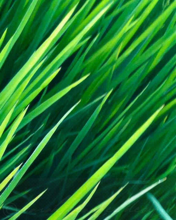 Rice Grass