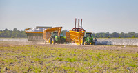 Sarah Beaugez Photography-The Cotton Harvest 3 Pickers In G'Wood--2