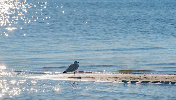 Seagull on East Beach #1-6822