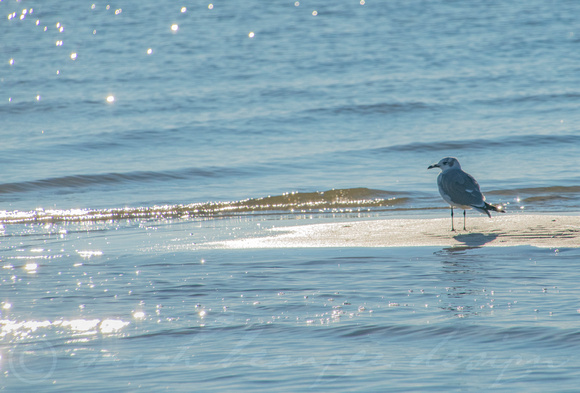 Seagull on East Beach #2-6815