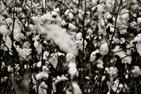 Cotton.