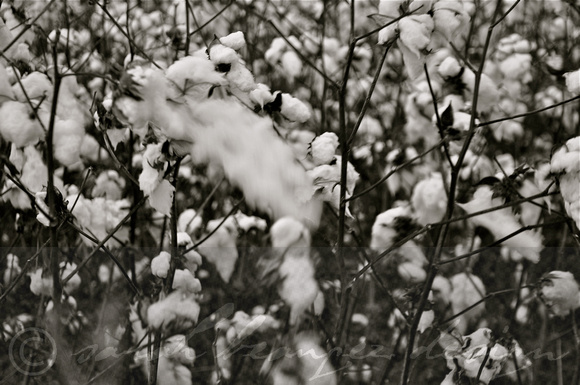 Cotton.