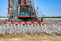 Sarah Beaugez Photography-The Cotton Harvest 18-