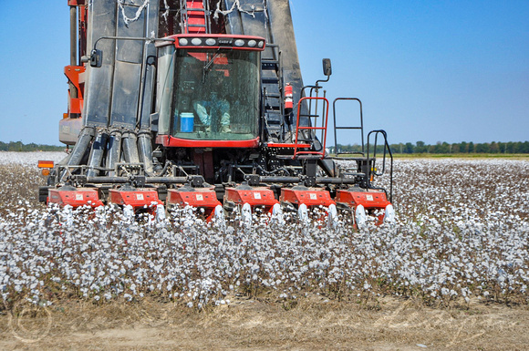 Sarah Beaugez Photography-The Cotton Harvest 18-