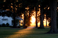 Heathman Plantation Cotton