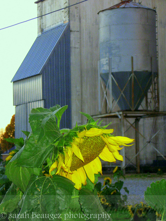 Industrial Sunflower 2010-0812
