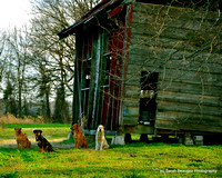 These dogs just posed for me in Bolivar County.