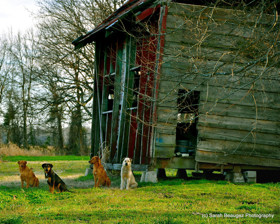These dogs just posed for me in Bolivar County.