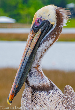 Pelican Preening-7617
