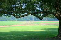 MississippiArkansasLouisianaDelta's