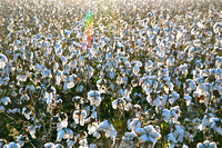 Sarah Beaugez Photography-The Cotton Harvest 11
