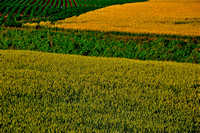 Soybeans and wheat.