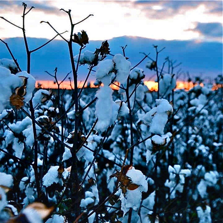 High Cotton and Sunset_Hwy 8
