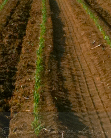 Sarah Beaugez Photography-Harvest Time 17