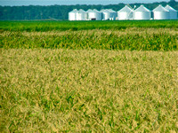 Rice and grain bins.