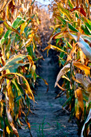 Corn almost ready for harvest.
