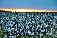Cotton.