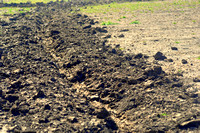Planting Corn