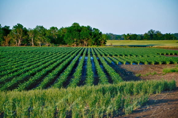 Corn in the middle.
