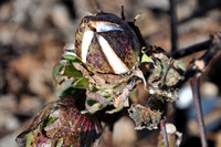 Cotton boll.
