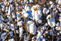 Sarah Beaugez Photography-The Cotton Harvest 7 Cotton-