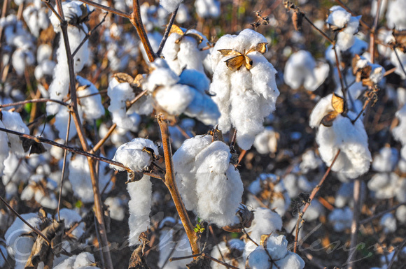 Sarah Beaugez Photography-The Cotton Harvest 7 Cotton-