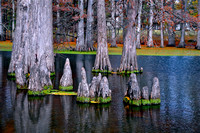 Sarah Beaugez Photography-Swamps & Creeks 51
